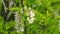 Bees And Acacia Tree In Blossom