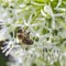 Bees on Allium sphaerocephalon