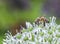 Bees on Allium sphaerocephalon