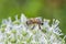 Bees on Allium sphaerocephalon