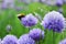 Bees on Allium sphaerocephalon. Allium Drumstick, also known as sphaerocephalon, produces two-toned, Burgundy-Green flower heads.