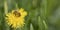 bees Apis mellifera on a dandelion