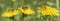 Bees Apis mellifera on a dandelion