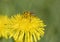 Bees Apis mellifera on a dandelion