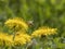 Bees Apis mellifera on a dandelion