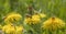 Bees Apis mellifera on a dandelion