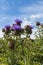 Bees approaching Marien Thistle, artichoke flower