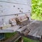 Bees attacking a beehive