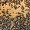 Bees in bee hive closeup.