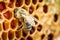 Bees in a beehive on honeycomb