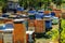 Bees, beehives and honey harvesters in a natural countryside apiary