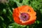 Bees in a big flower of red poppy