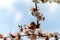 Bees on Blossoming Apricot Tree Flower