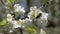 bees in blossoming greengage tree in spring