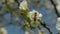 bees in blossoming greengage tree in spring