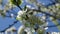 bees in blossoming greengage tree in spring