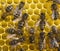 Bees build honeycombs