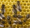 Bees build honeycombs