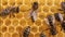 Bees build honeycombs.