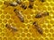 Bees build honeycombs.