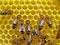 Bees build honeycombs.