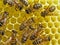 Bees build honeycombs.