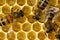 Bees build honeycombs. Work in a team