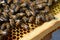 Bees building a honeycomb AI generated