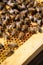 Bees building a honeycomb AI generated