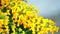 Bees and burma padauk bouquet yellow flowers blooming