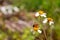 Bees Busy Collection Pollen from Flowers