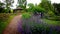 Bees busy at work on swaying cat mint in an English country garden