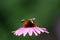 Bees buzzing around an echinacea flower