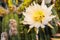 Bees on Cereus Cactus