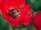 Bees close-up collect pollen from the flowers