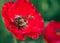 Bees closeup collect pollen from the red poppy flowers