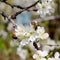 Bees colecting pollen from plum blossom