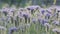 Bees collect honey from phacelia