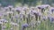 Bees collect honey from phacelia