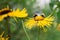 bees collect nectar on big yellow flower, the insect life in the summer