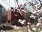 Bees collect nectar from a flowering apricot