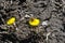 Bees collect nectar on yellow coltsfoot flowers blooming on black ground background, sunny spring day in wood