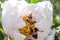 Bees collect pollen from Paeonia suffruticosa, tree peony or paeony flower.