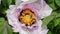 Bees collect pollen from tree peony flowers