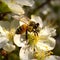 Bees collect pollen on white and pink flowers of an apple tree in spring with beautiful colors and sunlight, AI generative content