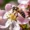 Bees collect pollen on white and pink flowers of an apple tree in spring with beautiful colors and sunlight, AI generative content