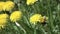 bees collect pollen. yellow dandelions sway in the wind on a green lawn. spring