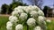 Bees collecting juice from white carrot plant flowers