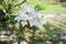 Bees collecting nectar from blooming in apple trees