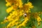 Bees collecting nectar on bright yellow flowers of Canadien goldenrod Solidago canadensis  in sunny summer natural meadow